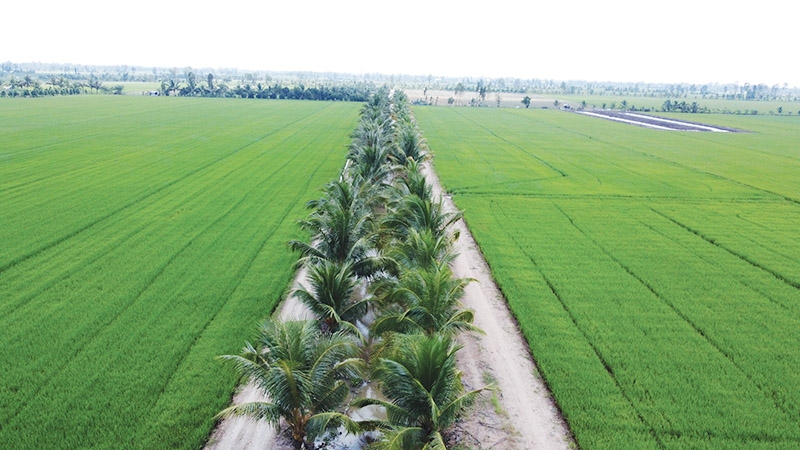 Đến năm 2030 vùng đồng bằng sông Cửu Long có 1 triệu héc-ta chuyên canh lúa chất lượng cao