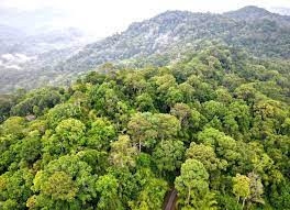Bình Phước: Tuyên truyền về quản lý, bảo vệ, phát triển rừng
