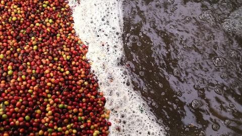 Phạt 288 triệu đồng doanh nghiệp xả nước thải chế biến cà phê vi phạm quy định về bảo vệ môi trường