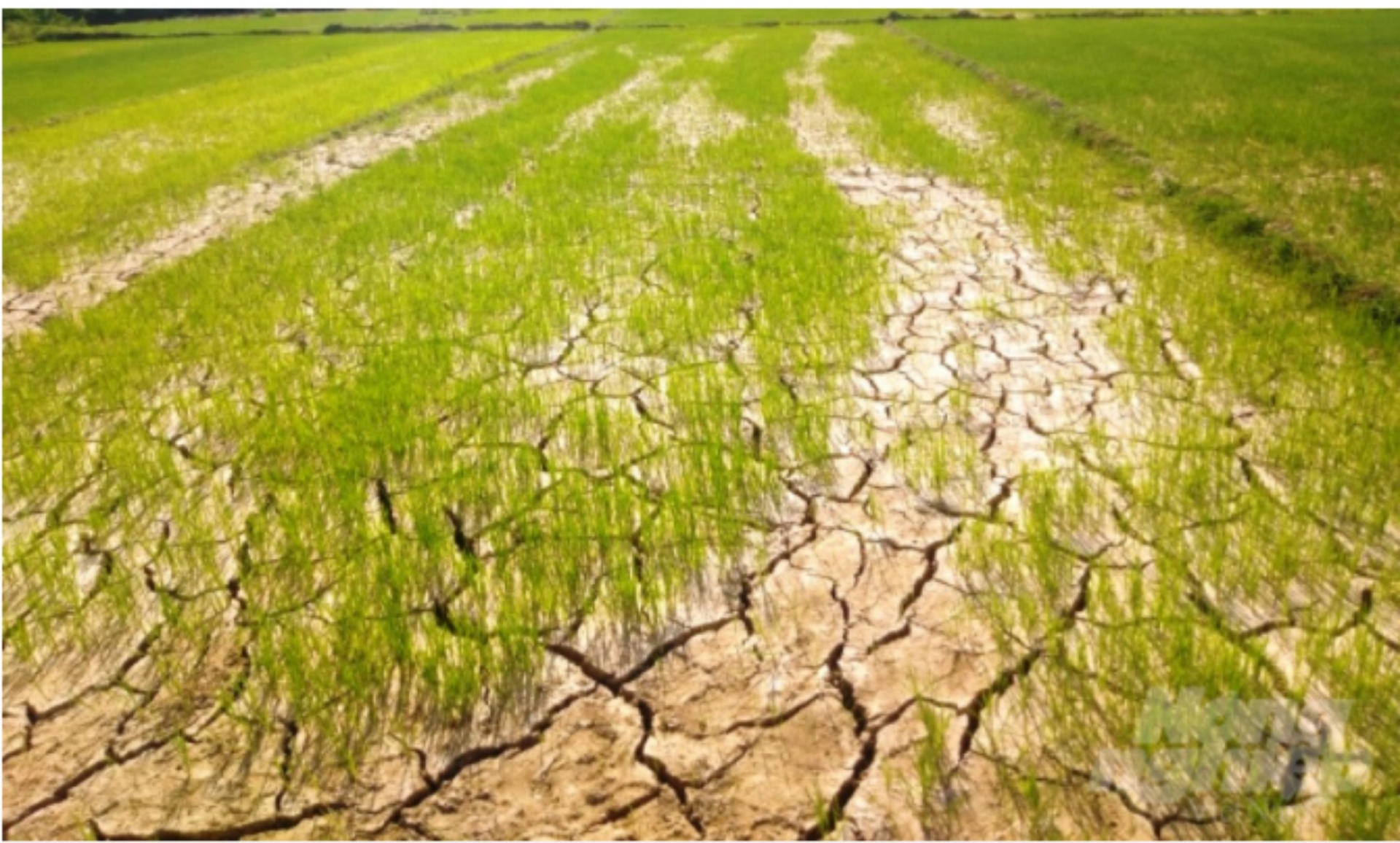 Ngày Môi trường thế giới năm 2024: Phục hồi đất, chống hạn hán và sa mạc hóa