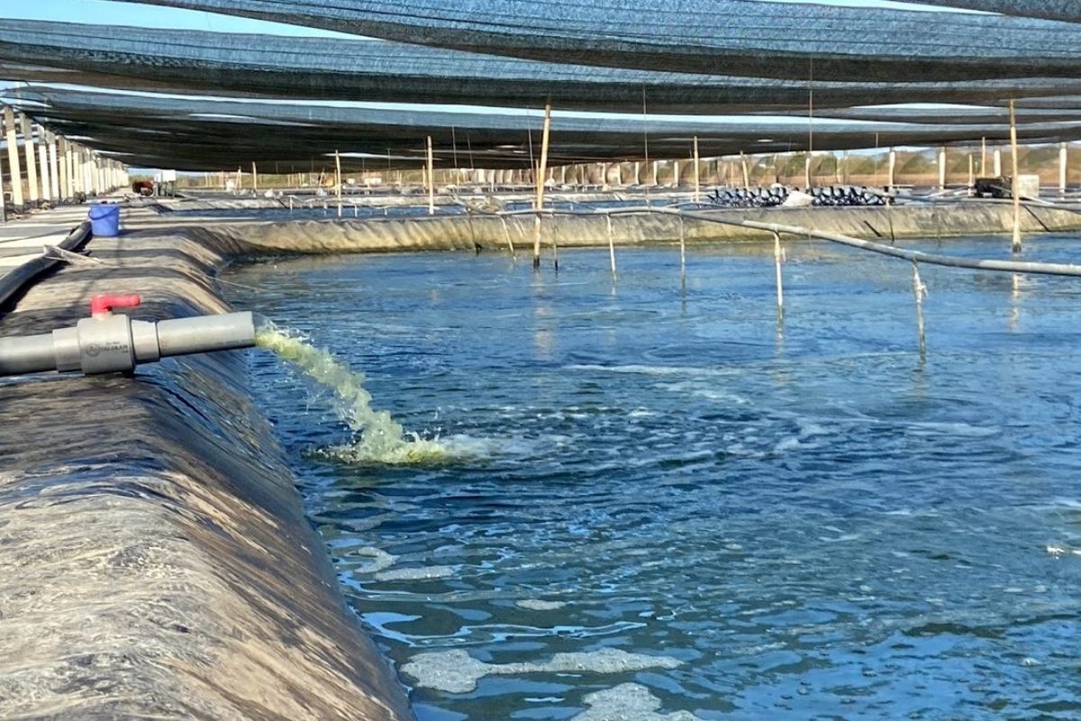Công nghệ nuôi Tôm ít thay nước, giải pháp xanh cho ngành nuôi trồng thủy sản