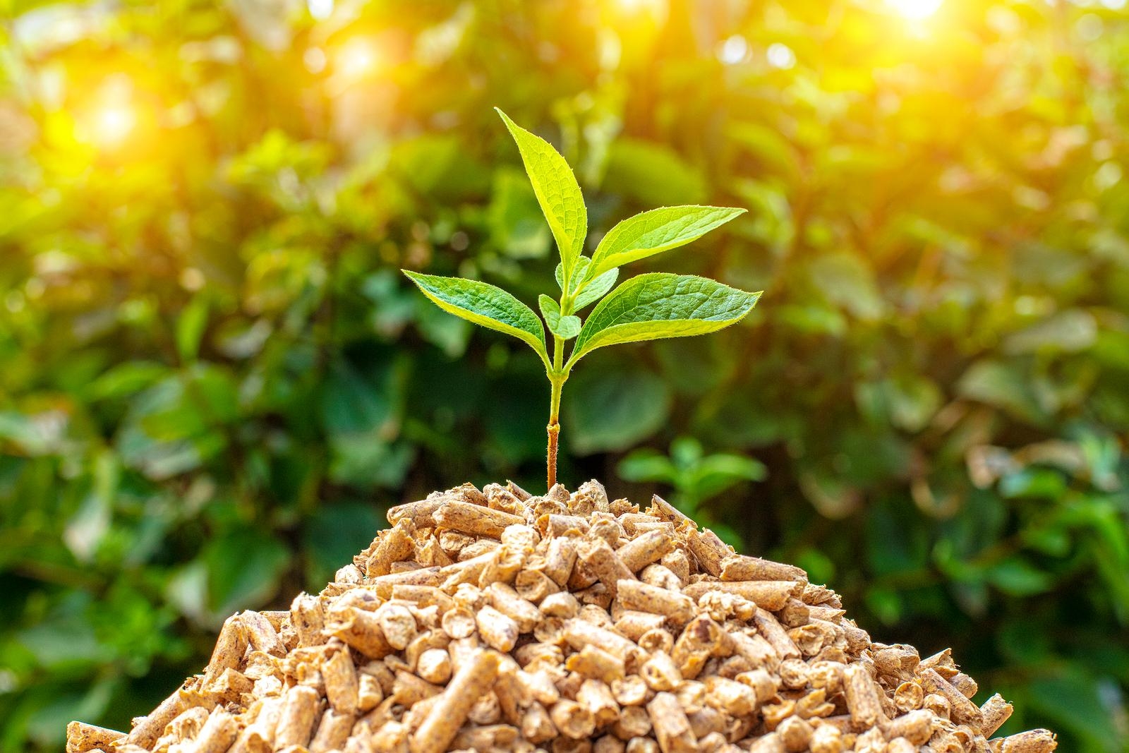Chế biến năng lượng sinh khối từ phế phẩm nông nghiệp đem lại giá trị kinh tế cao đóng góp vào sự nghiệp bảo vệ môi trường nói chung