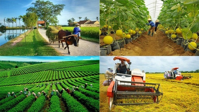 Phát triển Hợp tác xã nông nghiệp trong tái cơ cấu ngành nông nghiệp và xây dựng nông thôn mới tại Bình Định