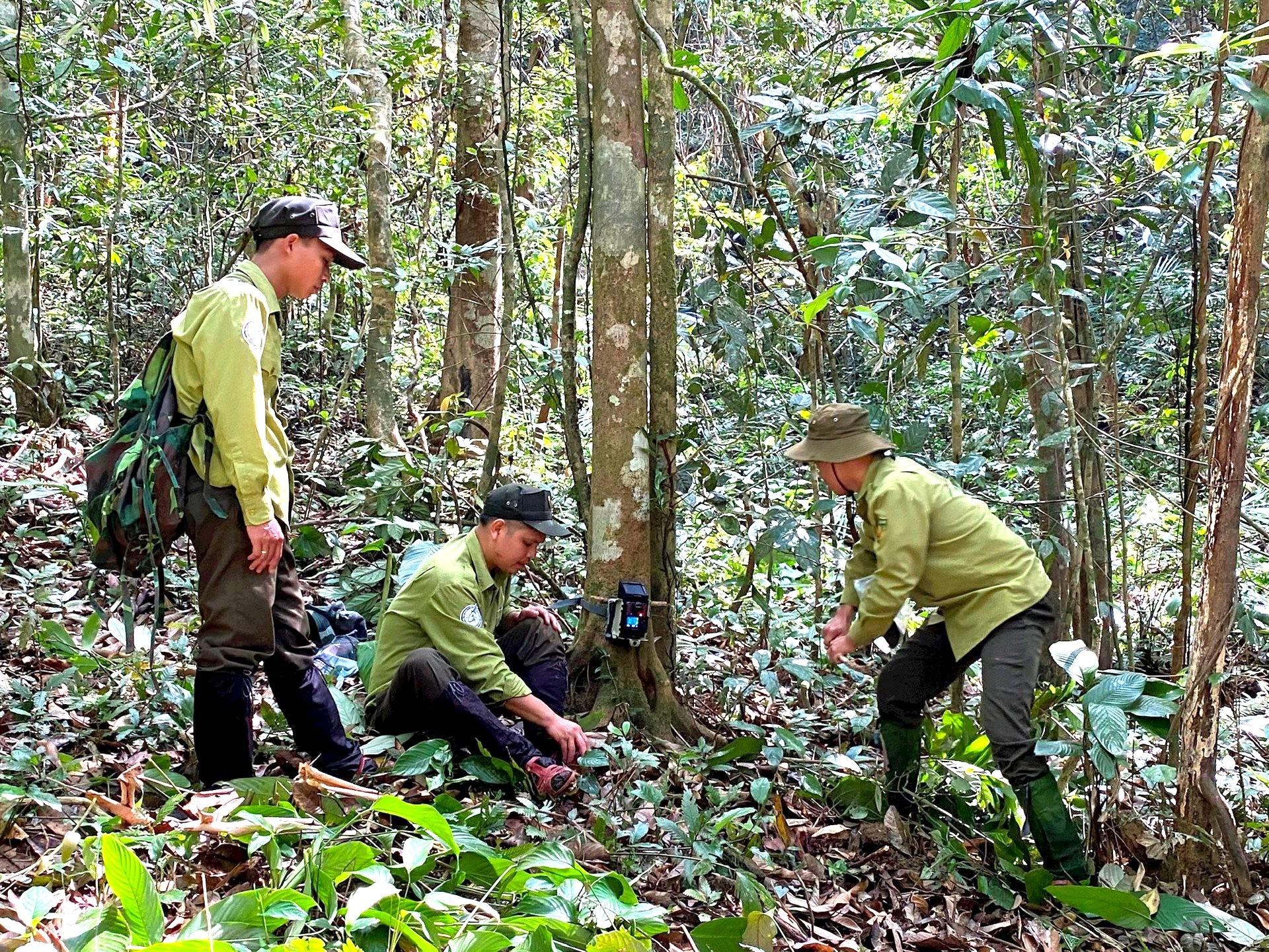 Công nghệ Smart và Camera trap giúp giám sát và thu thập dữ liệu về Sao la và các loài Động vật hoang dã khác.