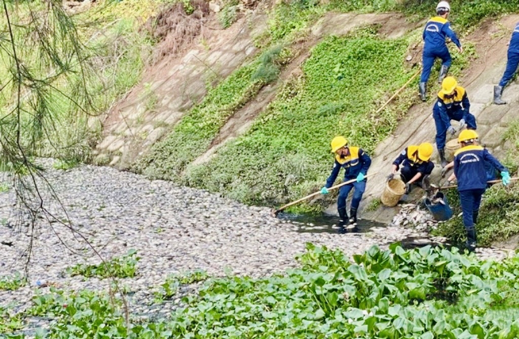 Tình trạng cá chết xuất hiện nhiều hơn vào sáng 22/7, bốc mùi hôi ảnh hưởng đến cuộc sống của các hộ dân trong khu vực. (Ảnh: NC)