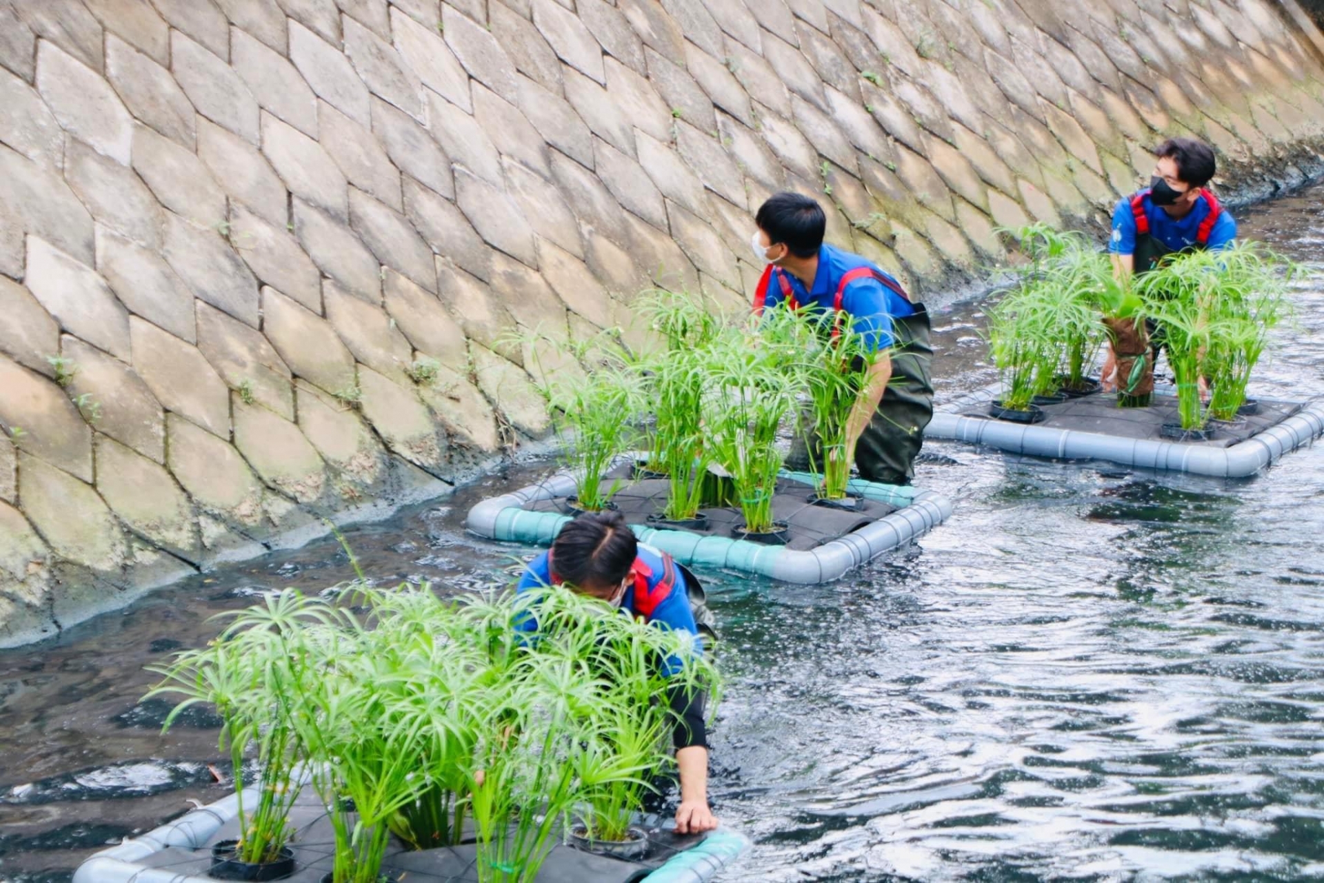 Tuổi trẻ phường Thạnh Lộc, quận 12 cùng các bạn chiến sĩ tình nguyện mùa hè xanh trường Đại học Giao thông Vận tải TP.HCM lắp đặt bè cây thủy sinh tại rạch Đất Sét, đoạn qua khu phố 9,10,11.