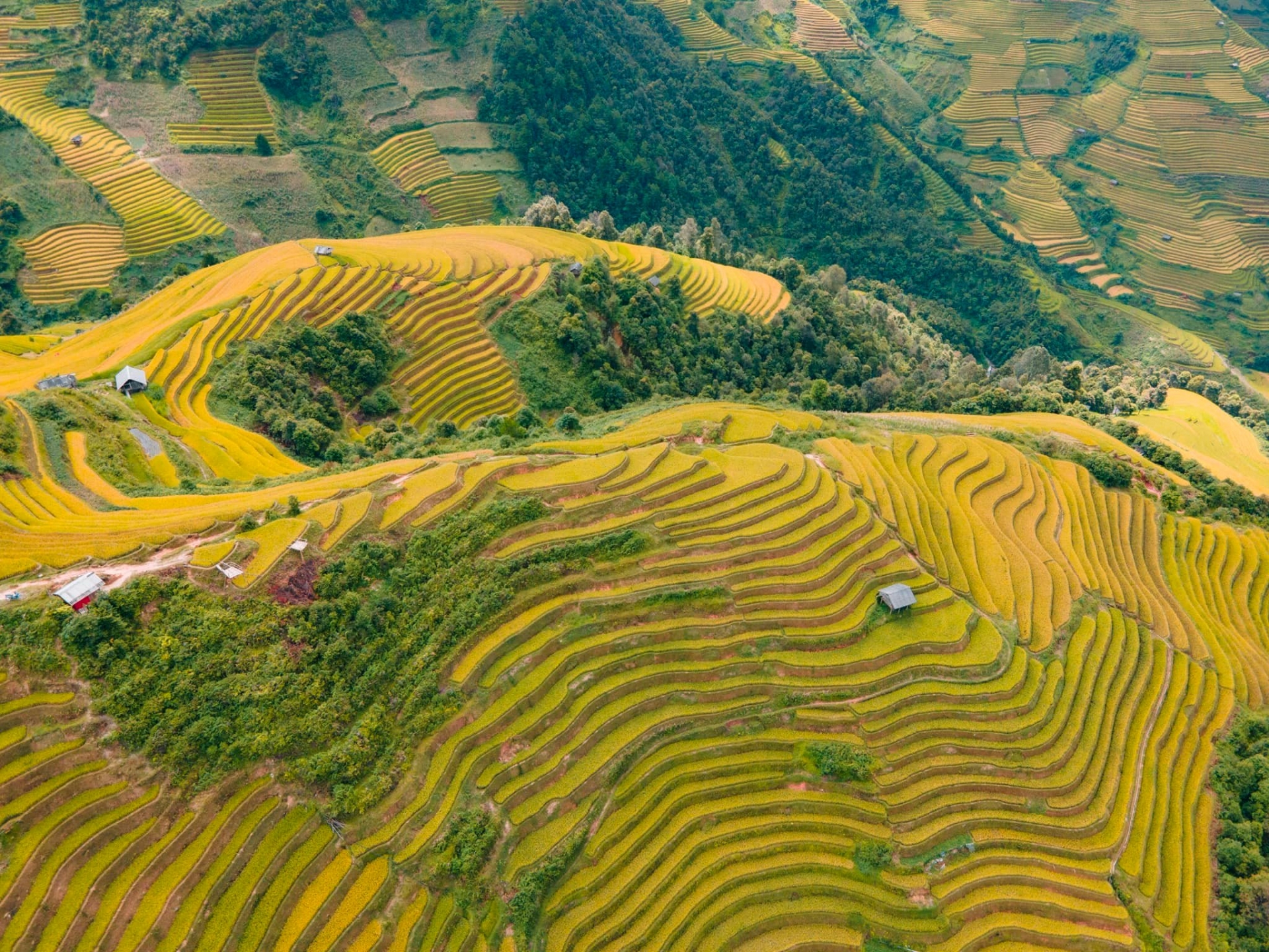 Mùa vàng Tây Bắc