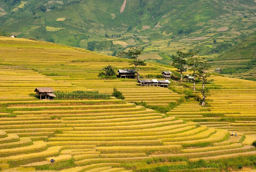 Mùa vàng Tây Bắc