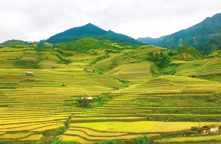 Mùa vàng Tây Bắc