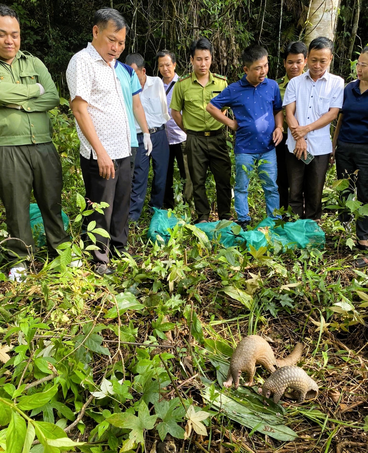 Các cá thể động vật hoang dã quý hiếm được giải cứu và thả về với tự nhiên.