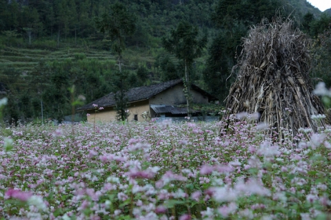 Hà Giang, mùa hoa tam giác mạch