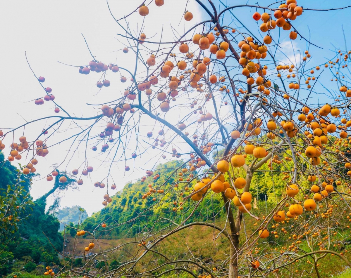 Mùa hồng trên cao nguyên Mộc Châu