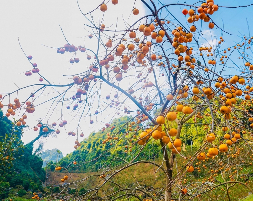 Mùa hồng trên cao nguyên Mộc Châu