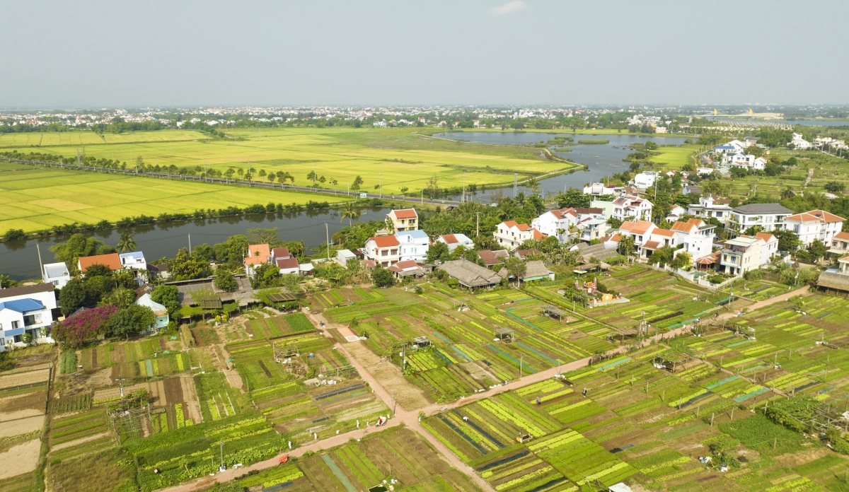 Làng rau Trà Quế được bao bọc bởi sông Cổ Cò và đầm Trà Quế với thổ nhưỡng tươi tốt, thuận lợi để người dân trồng các loại rau hữu cơ.