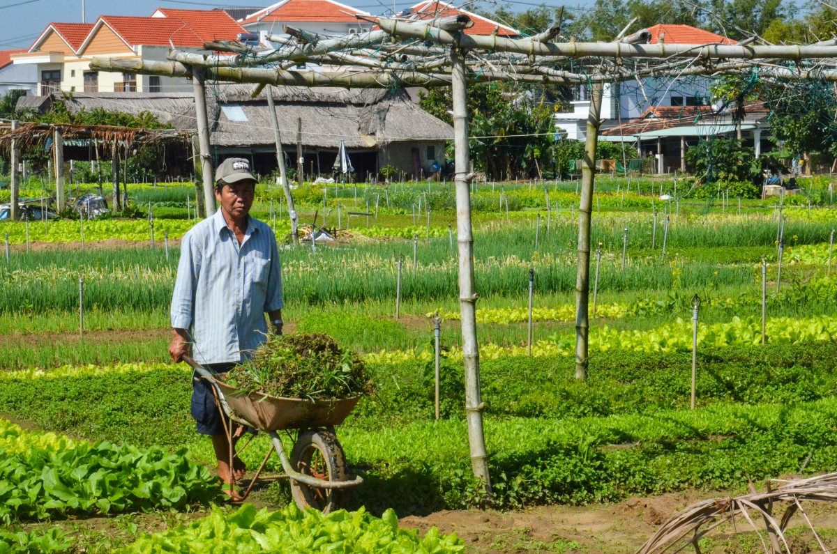 Làng Trà Quế hiện có 202 hộ dân tham gia hoạt động trồng rau với 326 lao động trực tiếp trên diện tích 18 hecta đất canh tác, mang lại nguồn thu nhập ổn định hằng năm.