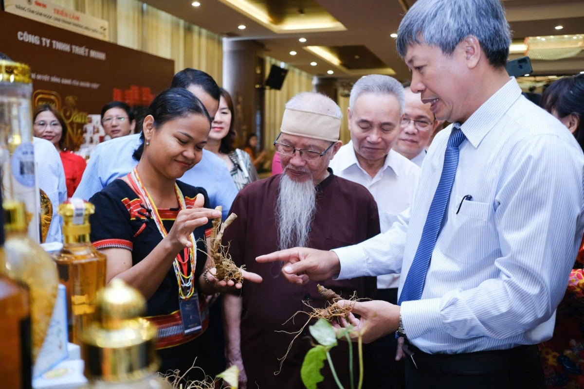 Quảng Nam: Chiến lược đưa Sâm Ngọc Linh trở thành ngành kinh tế mũi nhọn