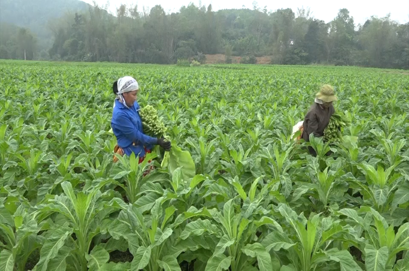 Huyện Hòa An: Triển khai đồng bộ nhiều giải pháp thúc đẩy phát triển kinh tế - xã hội Huyện Hòa An: Triển khai đồng bộ nhiều giải pháp thúc đẩy phát triển kinh tế - xã hội