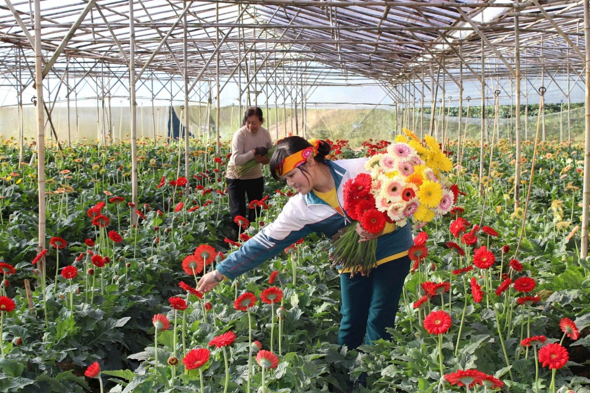 Nền tảng bền vững cho “thủ phủ hoa” Đà Lạt Nền tảng bền vững cho “thủ phủ hoa” Đà Lạt