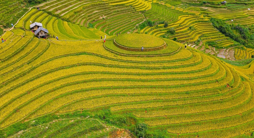 Mù Cang Chải vào mùa lúa chín