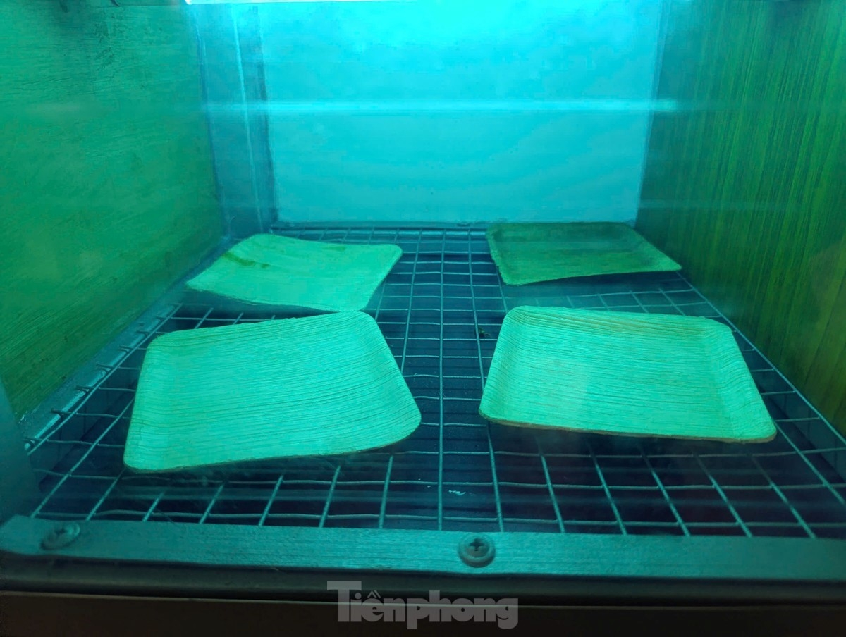 Thành phẩm đĩa được làm từ mo cau trong quá trình vệ sinh bằng UV chống ẩm mốc (Ảnh: Tiền phong)