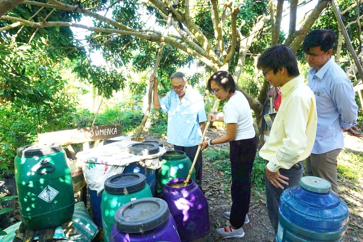 Nông dân xã An Nhơn dùng men gốc IMO xử lý lục bình để ủ phân hữu cơ. Ảnh: Lê Hoàng Vũ.
