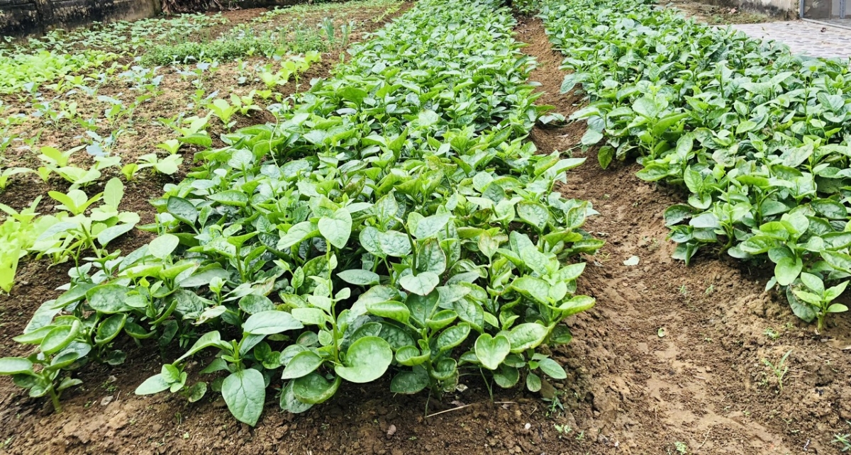 Giữ gìn vệ sinh bếp ăn trong trường mầm non, yếu tố then chốt bảo đảm sức khỏe cho trẻ em Giữ gìn vệ sinh bếp ăn trong trường mầm non, yếu tố then chốt bảo đảm sức khỏe cho trẻ em