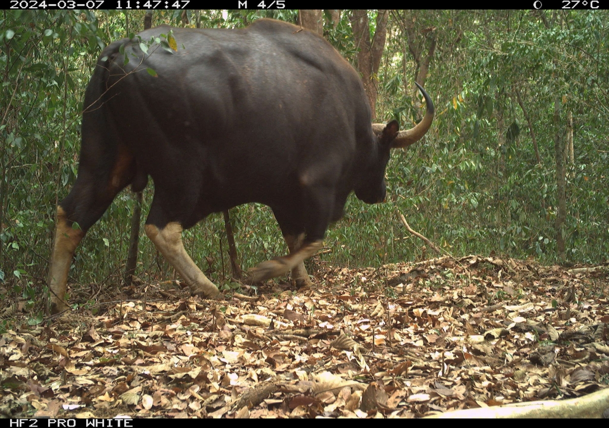 Bò tót được phát hiện qua bẫy ảnh