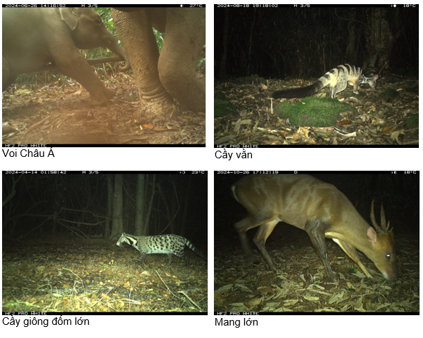 Một số loài động vật hoang dã được phát hiện qua bẫy ảnh