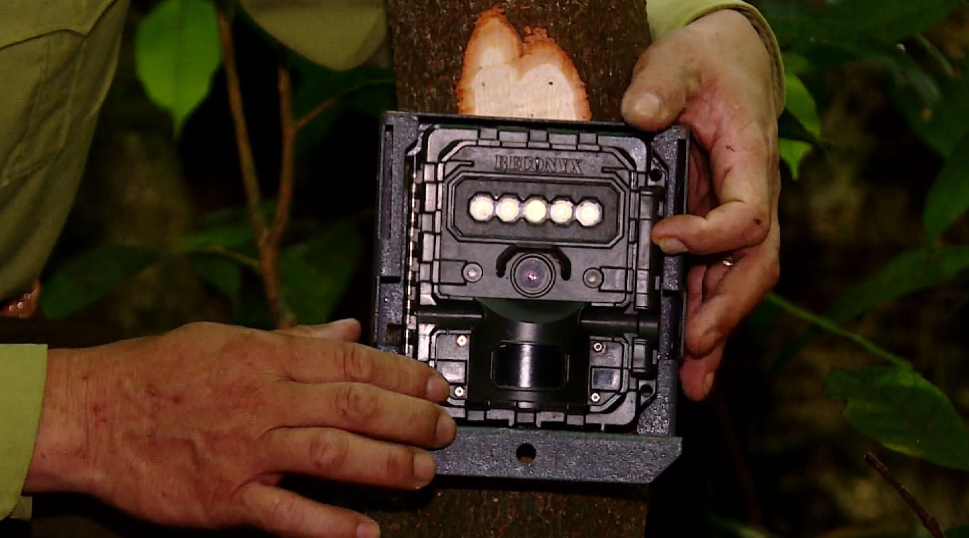 Bẫy ảnh hoạt động 24/7 và là một công cụ quan trọng trong nghiên cứu đa dạng sinh học