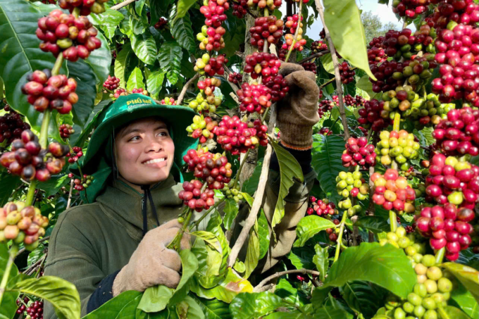 Bộ đôi phân bón Phú Mỹ giúp nâng chất lượng cà phê Việt