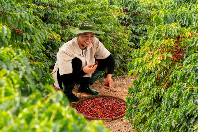 Bộ đôi phân bón Phú Mỹ giúp nâng chất lượng cà phê Việt