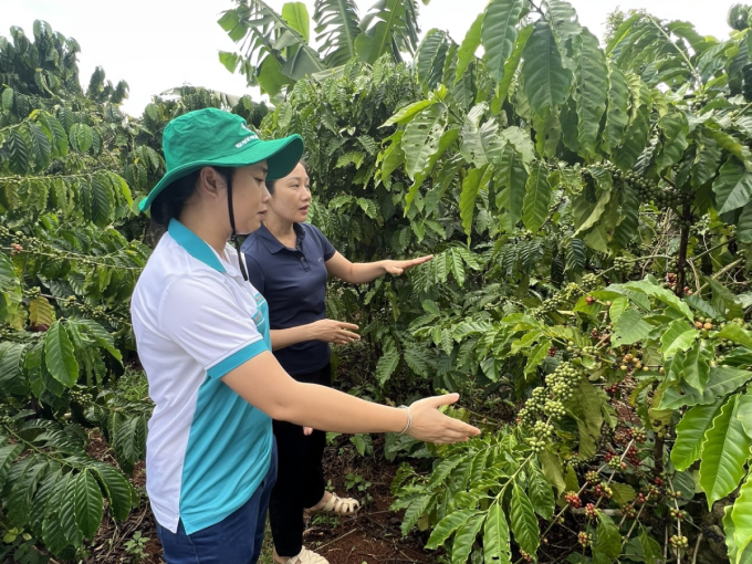 Bộ đôi phân bón Phú Mỹ giúp nâng chất lượng cà phê Việt