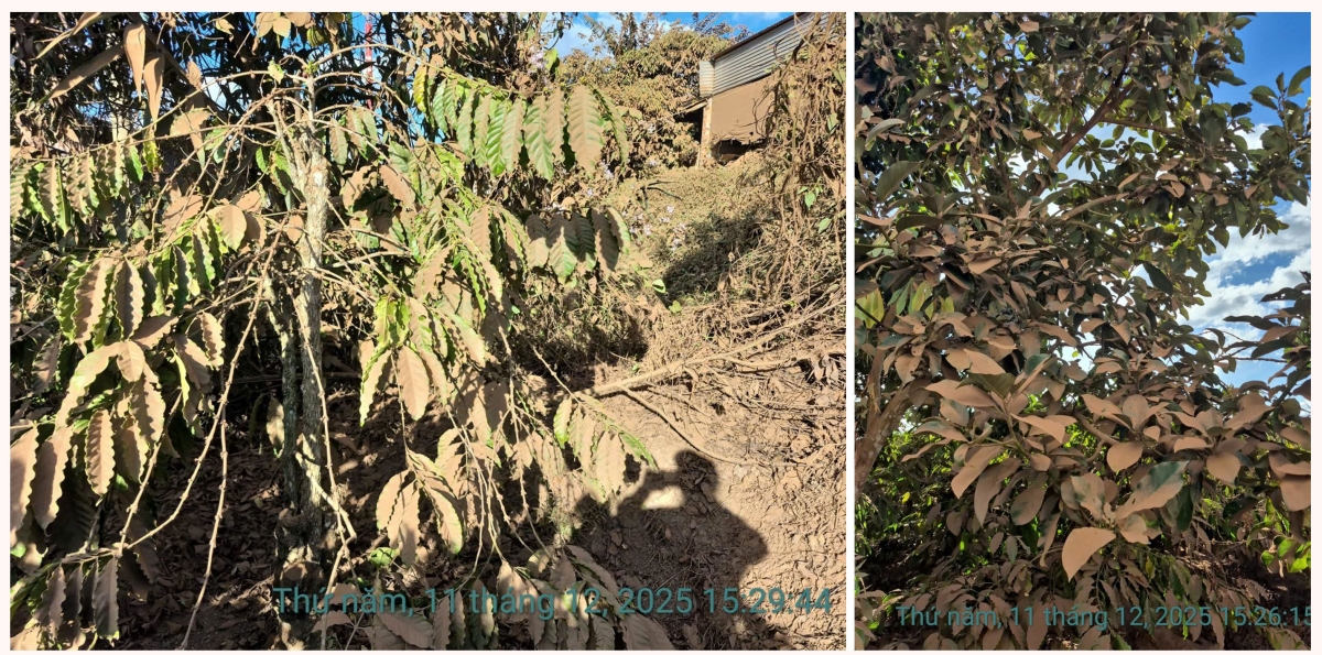 Cần sớm xử lý dứt điểm các lò sấy nông sản tác động tiêu cực tới môi trường ở xã Ngọk Réo, tỉnh Quảng Ngãi Cần sớm xử lý dứt điểm các lò sấy nông sản tác động tiêu cực tới môi trường ở xã Ngọk Réo, tỉnh Quảng Ngãi