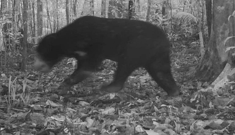 Gấu quý hiếm được phát hiện qua hệ thống camera giám sát