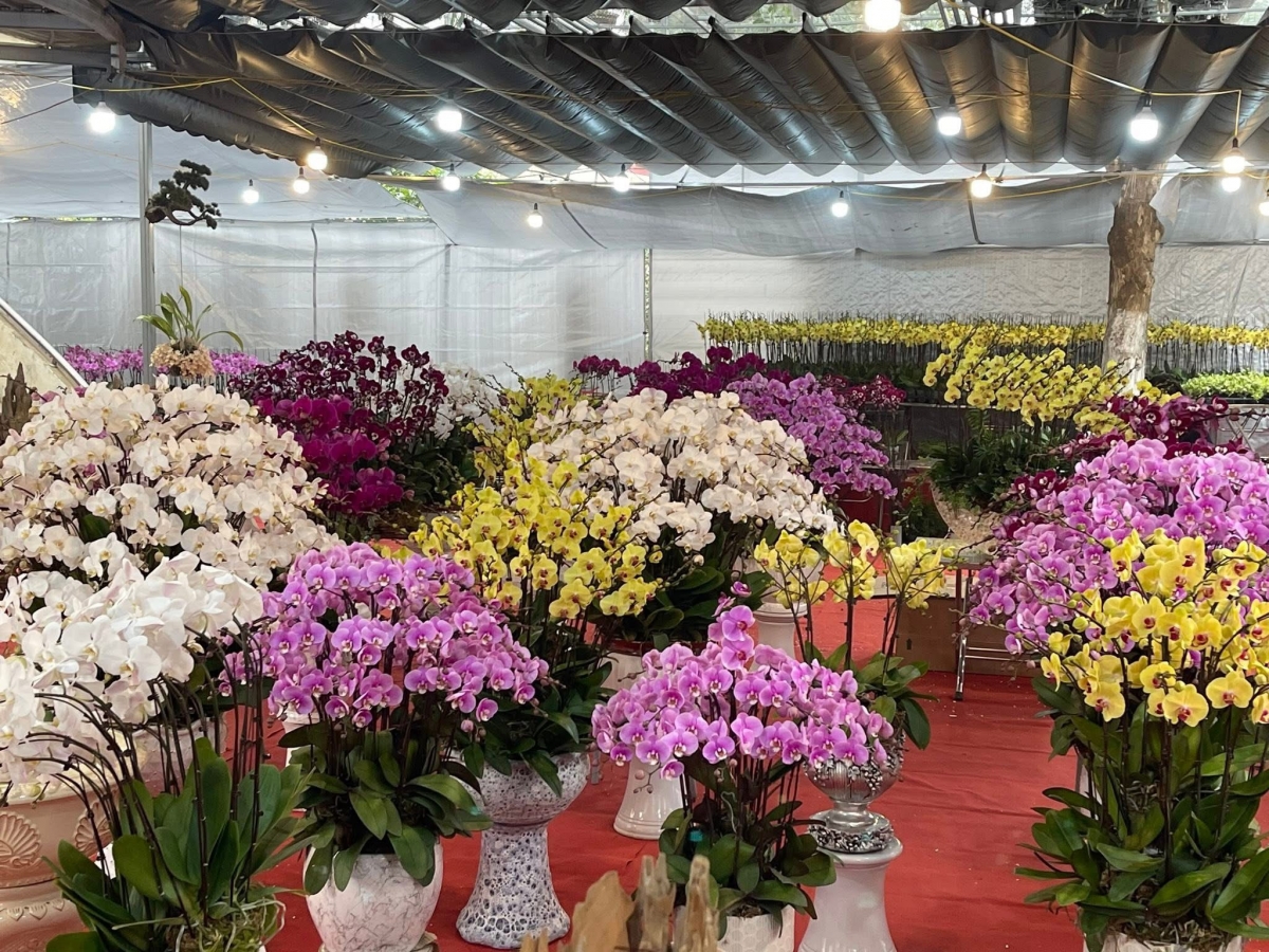 Lan hồ điệp “xuống phố”, thị trường hoa sôi động dịp cận Tết Bính Ngọ 2026 Lan hồ điệp “xuống phố”, thị trường hoa sôi động dịp cận Tết Bính Ngọ 2026