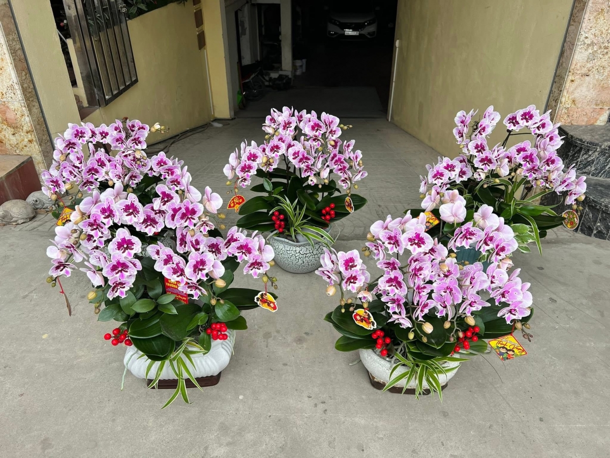 Lan hồ điệp “xuống phố”, thị trường hoa sôi động dịp cận Tết Bính Ngọ 2026 Lan hồ điệp “xuống phố”, thị trường hoa sôi động dịp cận Tết Bính Ngọ 2026