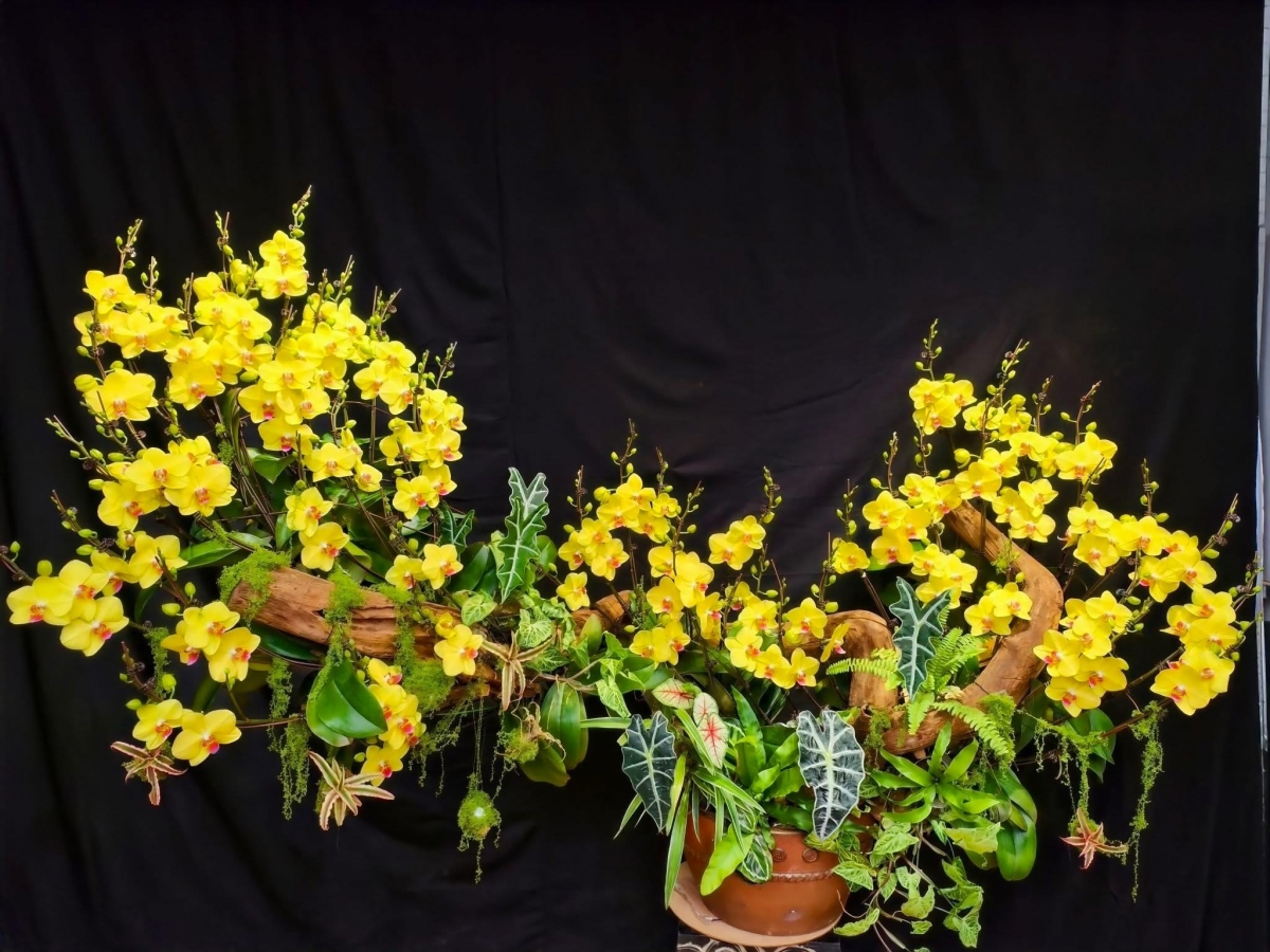 Lan hồ điệp “xuống phố”, thị trường hoa sôi động dịp cận Tết Bính Ngọ 2026 Lan hồ điệp “xuống phố”, thị trường hoa sôi động dịp cận Tết Bính Ngọ 2026