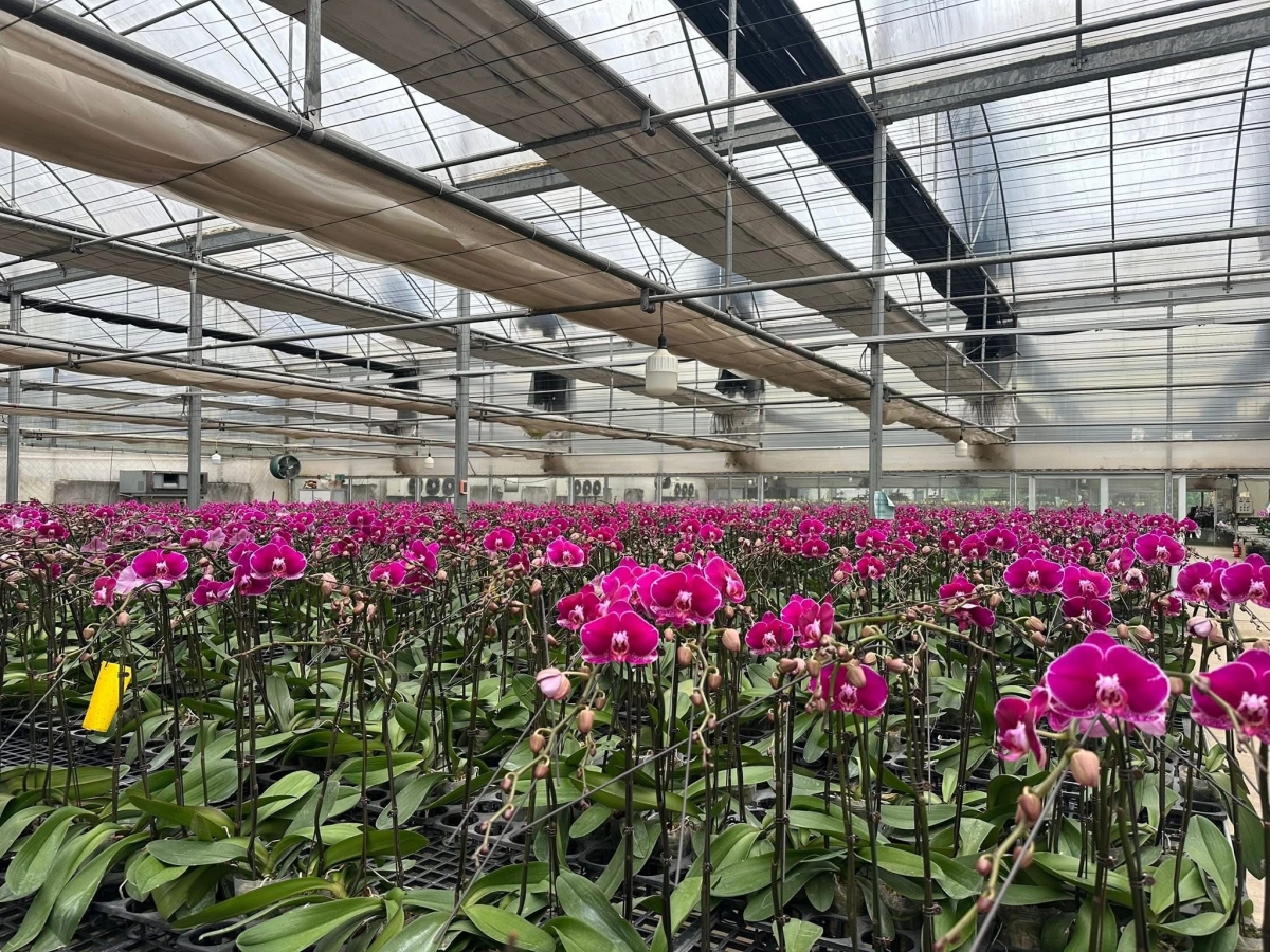 Lan hồ điệp “xuống phố”, thị trường hoa sôi động dịp cận Tết Bính Ngọ 2026 Lan hồ điệp “xuống phố”, thị trường hoa sôi động dịp cận Tết Bính Ngọ 2026