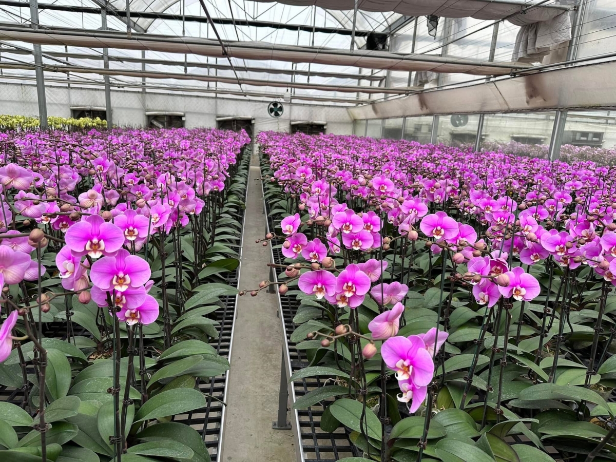 Lan hồ điệp “xuống phố”, thị trường hoa sôi động dịp cận Tết Bính Ngọ 2026 Lan hồ điệp “xuống phố”, thị trường hoa sôi động dịp cận Tết Bính Ngọ 2026