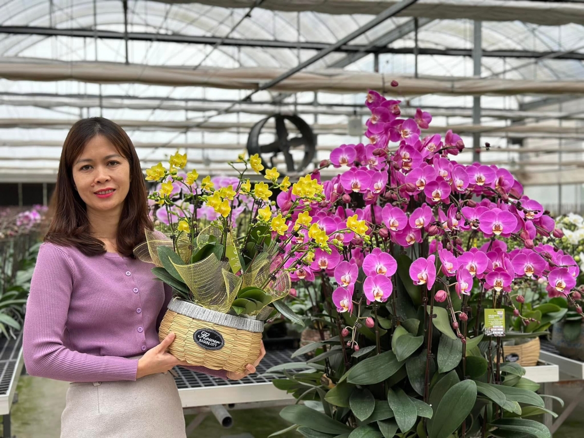 Lan hồ điệp “xuống phố”, thị trường hoa sôi động dịp cận Tết Bính Ngọ 2026 Lan hồ điệp “xuống phố”, thị trường hoa sôi động dịp cận Tết Bính Ngọ 2026