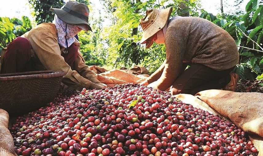Theo các chuyên gia, trong quá trình chế biến cà phê nhân, cứ mỗi tấn sản phẩm lại phát sinh khoảng 0,5–0,6 tấn vỏ cà phê