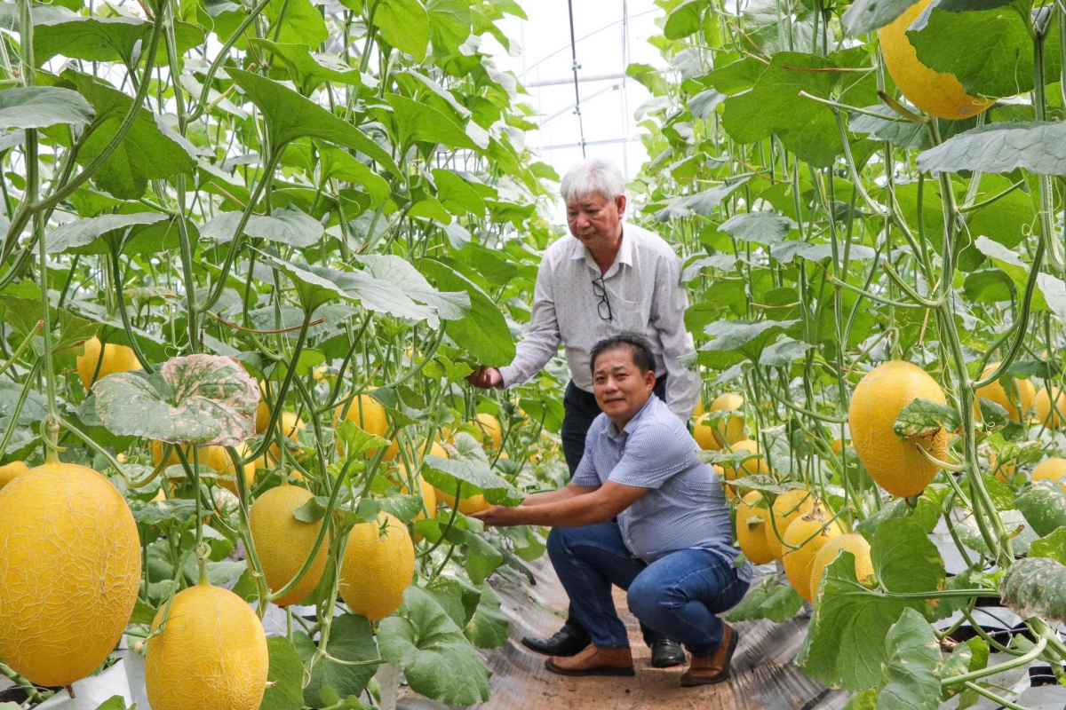 Dưa lưới của Hợp tác xã An Farm vào chuỗi Bách Hóa Xanh Dưa lưới của Hợp tác xã An Farm vào chuỗi Bách Hóa Xanh