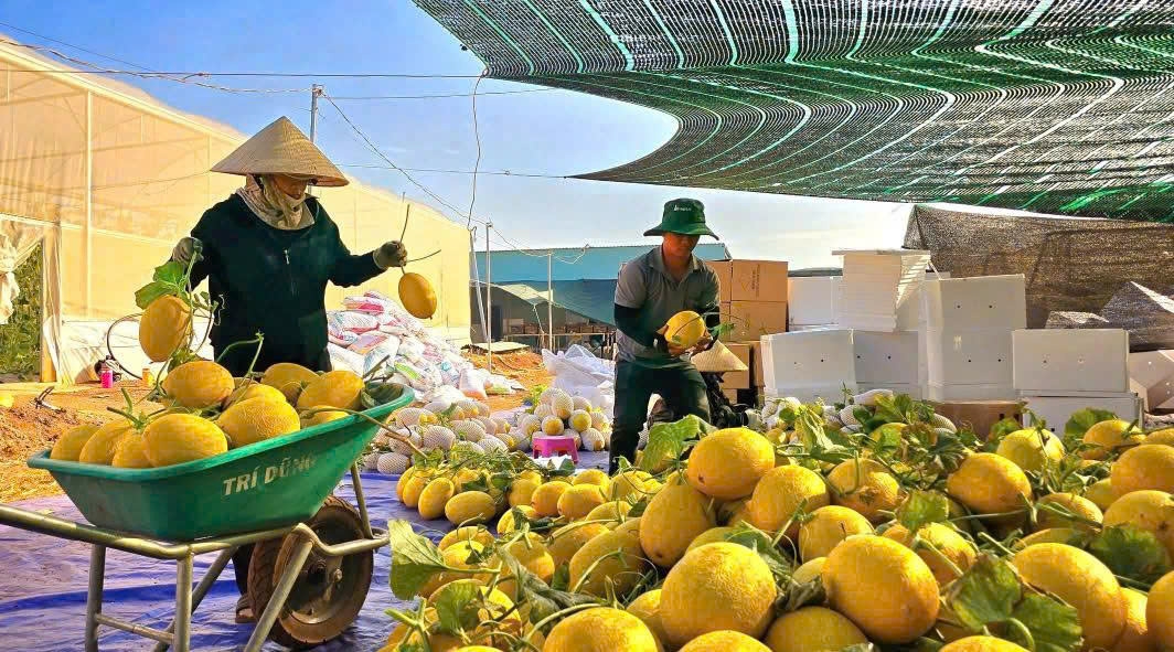 Dưa lưới của Hợp tác xã An Farm vào chuỗi Bách Hóa Xanh Dưa lưới của Hợp tác xã An Farm vào chuỗi Bách Hóa Xanh