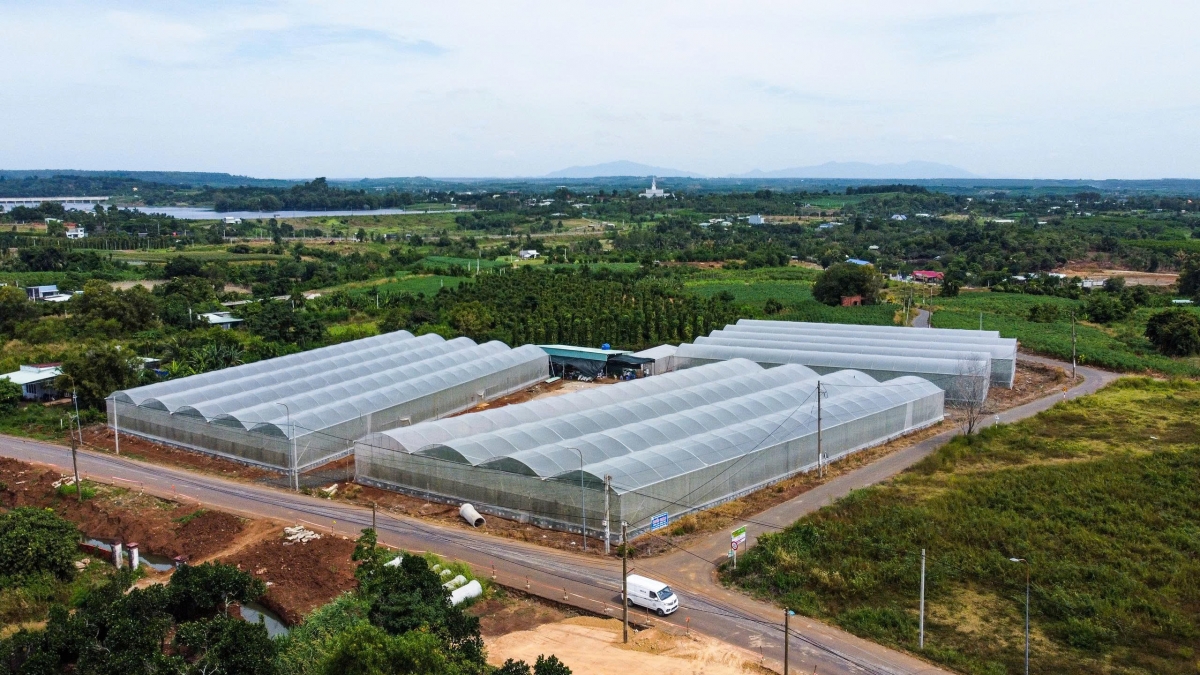 Dưa lưới của Hợp tác xã An Farm vào chuỗi Bách Hóa Xanh Dưa lưới của Hợp tác xã An Farm vào chuỗi Bách Hóa Xanh