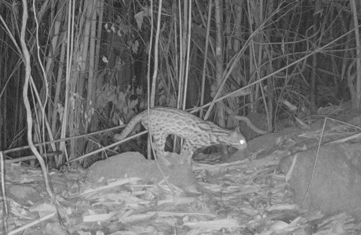 “Sứ giả đại ngàn” xuất hiện ở “kho báu xanh” Chư Mom Ray