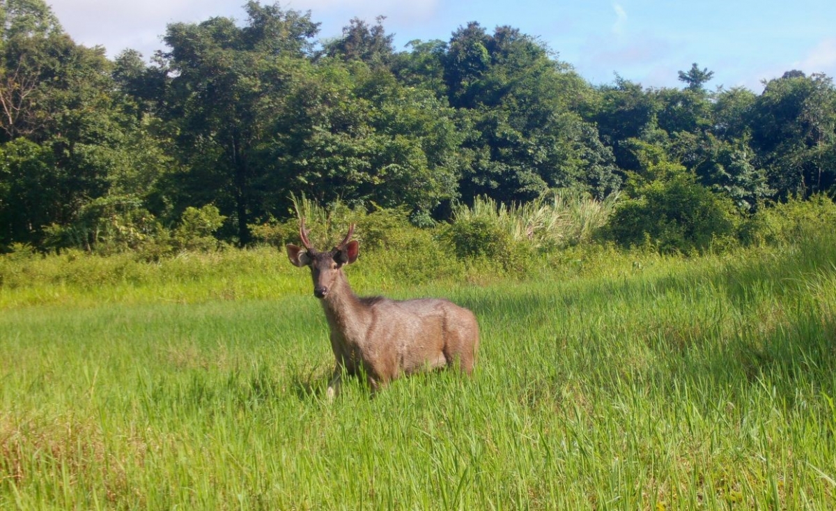 “Sứ giả đại ngàn” xuất hiện ở “kho báu xanh” Chư Mom Ray
