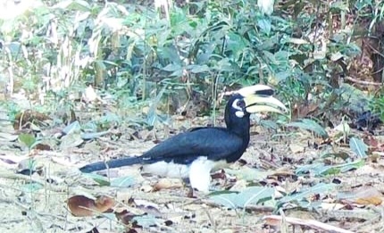 “Sứ giả đại ngàn” xuất hiện ở “kho báu xanh” Chư Mom Ray