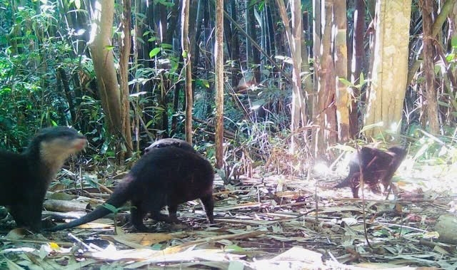 “Sứ giả đại ngàn” xuất hiện ở “kho báu xanh” Chư Mom Ray