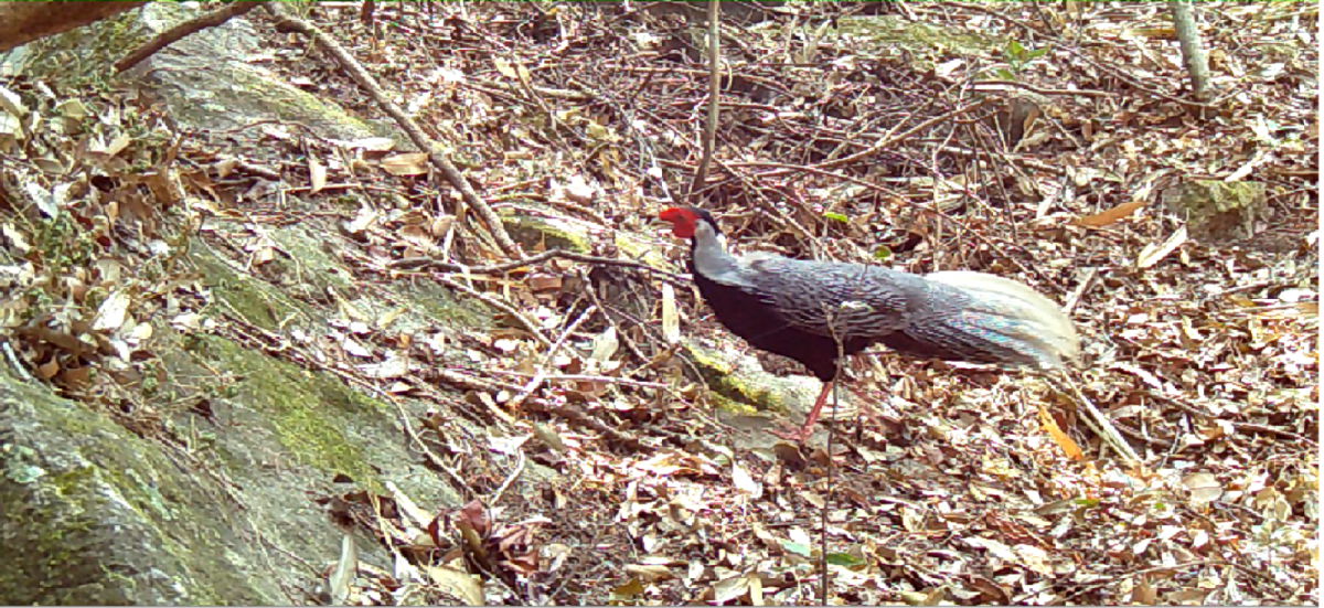 “Sứ giả đại ngàn” xuất hiện ở “kho báu xanh” Chư Mom Ray