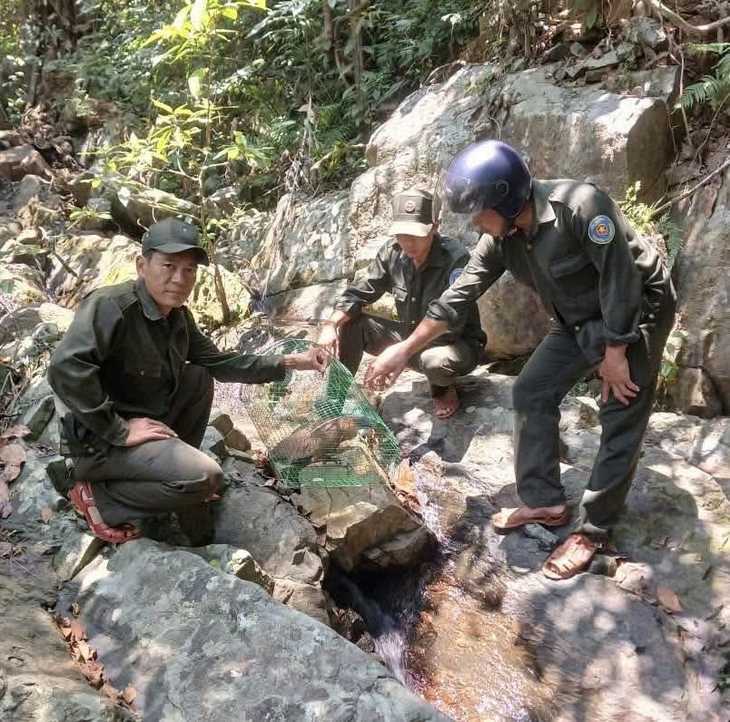 Tổ Bảo vệ rừng Tam Dân thuộc Trạm Quản lý bảo vệ rừng số 8 phát hiện 1 cá thể Vạc Hoa bị mắc bẫy và đã tiến hành thả về lại môi trường tự nhiên